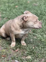 Bella , a female American Bully for sale in Deland, FL – Photo 5 of 5