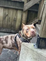 Cookie Bear XL, a female American Bully for sale in Deland, FL – 2 of 3