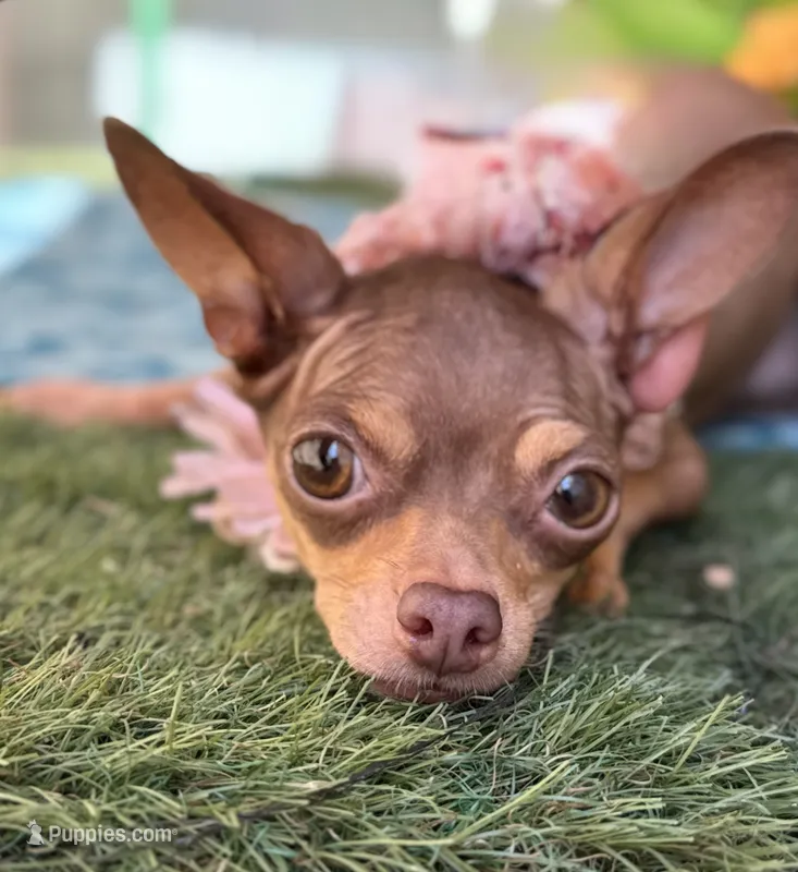 Emily  – Chihuahua puppy for sale in Deland, FL