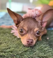 Emily , a female Chihuahua for sale in Deland, FL – 1 of 5