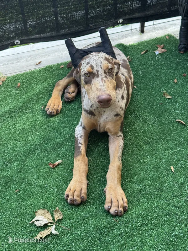Diesel  – Doberman Pinscher puppy for sale in Deland, FL