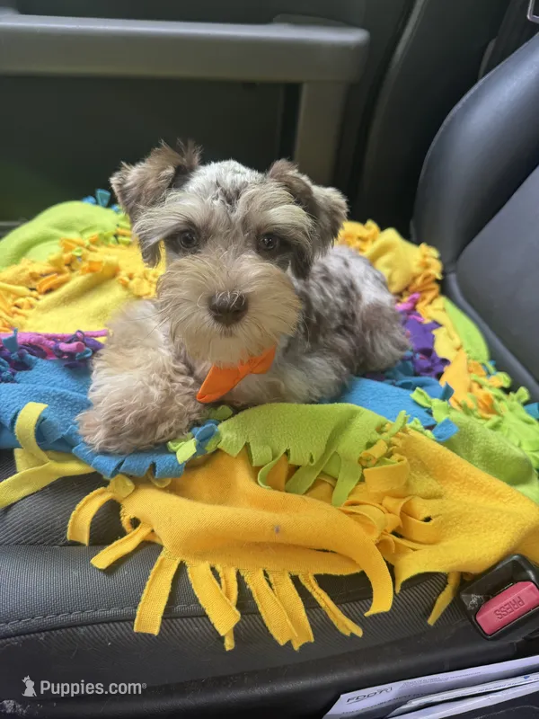 Tia – Miniature Schnauzer puppy for sale in Deland, FL
