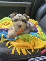 Tia, a female Miniature Schnauzer for sale in Deland, FL – 6 of 7