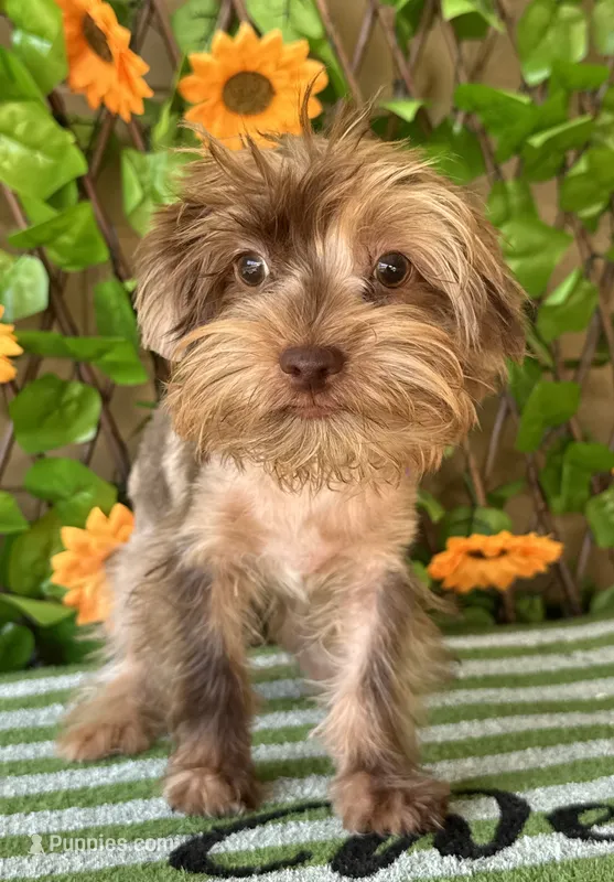 Cappi Jr  – Yorkshire Terrier puppy for sale in Deland, FL