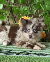 Pippen, a male Pomsky for sale in Deland, FL – 3 of 4
