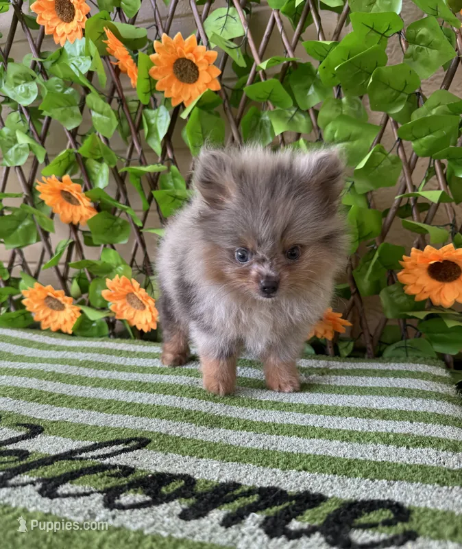 Merlin Toy  – Pomeranian puppy for sale in Deland, FL