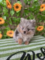 Merlin Toy , a male Pomeranian for sale in Deland, FL – 5 of 8