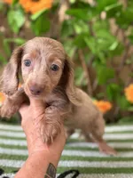 Pixie, a female Miniature Dachshund for sale in Deland, FL – 5 of 7