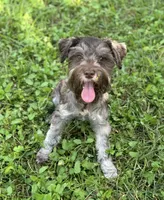 Pixie, a female Miniature Schnauzer for sale in Deland, FL – 2 of 8