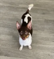 Tiny tea Cup Blue Bell, a female Chihuahua for sale in Deland, FL – 5 of 6