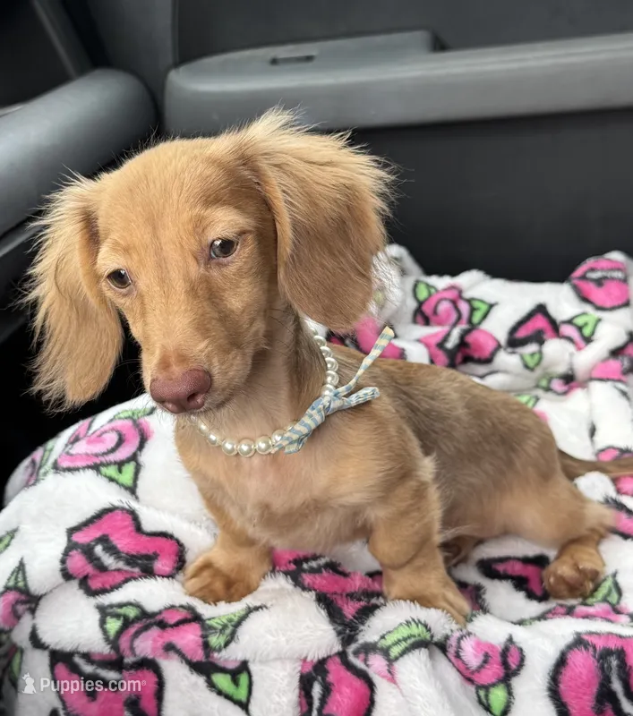 Sweet Tooth – Miniature Dachshund puppy for sale in Deland, FL