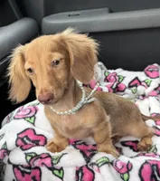Sweet Tooth, a female Miniature Dachshund for sale in Deland, FL – 2 of 6