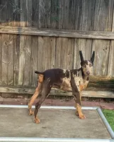 Doja , a female Doberman Pinscher for sale in Deland, FL – 8 of 8