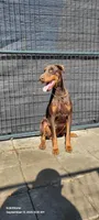 Bambi, a female Doberman Pinscher for sale in Deland, FL – 2 of 5