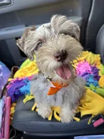 Tia, a female Miniature Schnauzer for sale in Deland, FL – 7 of 7