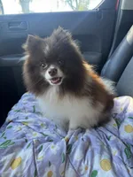 Twix, a male Pomeranian and Pomsky for sale in Deland, FL – 6 of 7