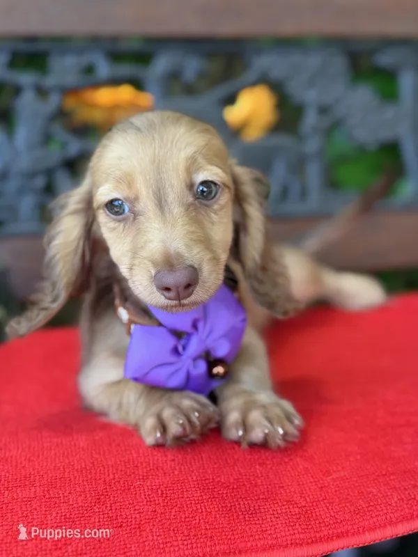 Sweet Tooth – Miniature Dachshund puppy for sale in Deland, FL