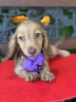 Sweet Tooth, a female Miniature Dachshund for sale in Deland, FL – 1 of 9
