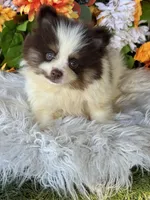 Snickers , a male Pomeranian and Pomsky for sale in Deland, FL – 1 of 9