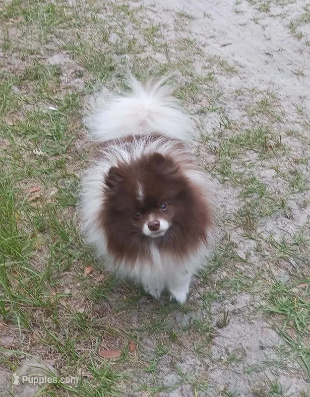 Root Beer  – Pomeranian puppy for sale in Deland, FL