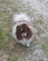 Root Beer , a male Pomeranian for sale in Deland, FL – 1 of 5
