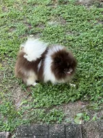 Root Beer , a male Pomeranian for sale in Deland, FL – 4 of 5