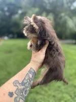 Tiny Tina Turner, a female Yorkshire Terrier for sale in Deland, FL – 2 of 7