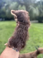 Tiny Tina Turner, a female Yorkshire Terrier for sale in Deland, FL – 4 of 7