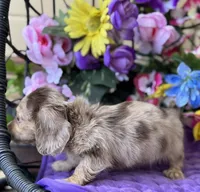 Stevie, a female Miniature Dachshund for sale in Deland, FL – 3 of 7
