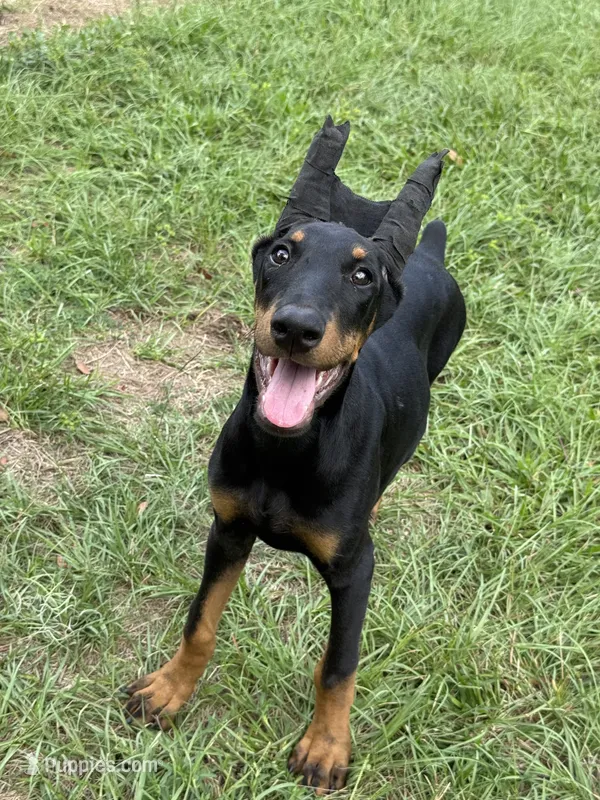 Bat Man  – Doberman Pinscher puppy for sale in Deland, FL