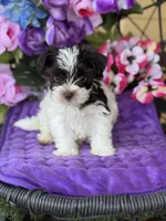 Pablo, a male Yorkshire Terrier for sale in Deland, FL – Photo 5 of 6