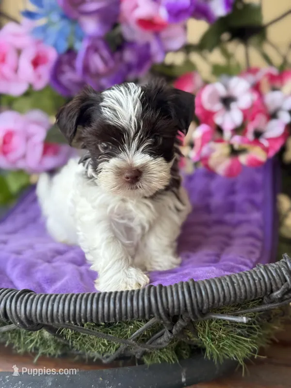 Pablo – Yorkshire Terrier puppy for sale in Deland, FL