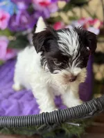 Pablo, a male Yorkshire Terrier for sale in Deland, FL – Photo 3 of 6