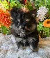Neko, a male Pomsky for sale in Deland, FL – 4 of 6