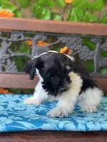 Pixie, a female Miniature Schnauzer for sale in Deland, FL – 4 of 8