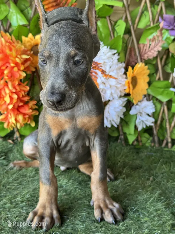 Boomer – Doberman Pinscher puppy for sale in Deland, FL