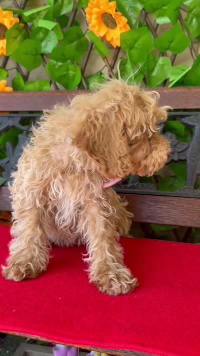Peaches, a female Poodle - Toy  and Miniature Bernedoodle for sale in Deland, FL – 6 of 6