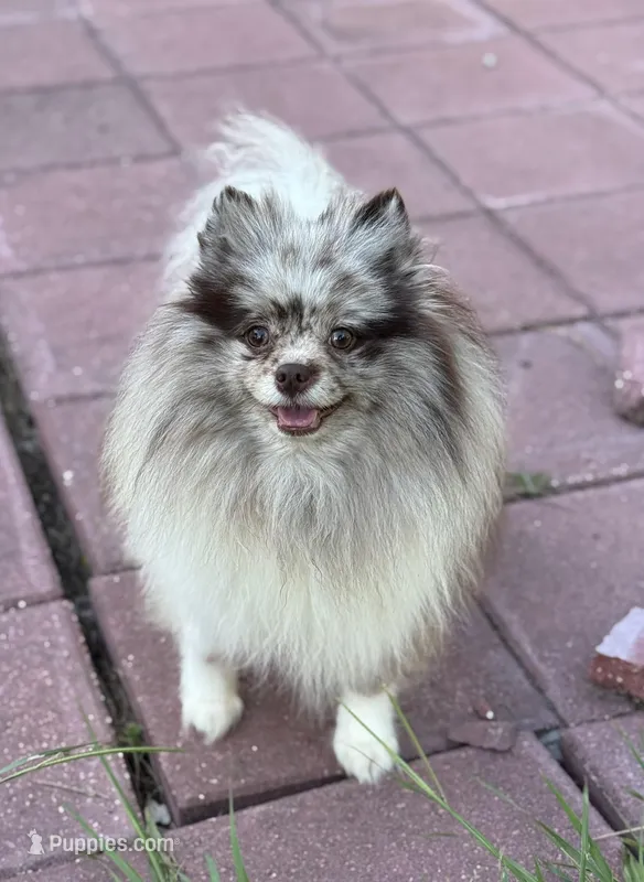 Autumn – Pomeranian puppy for sale in Deland, FL