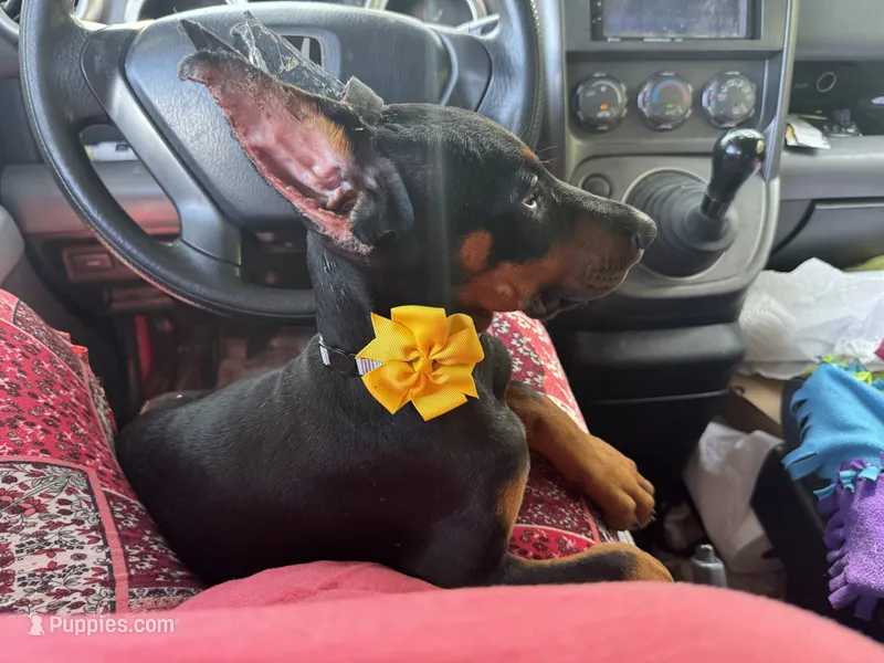 Black Beauty Euro  – Doberman Pinscher puppy for sale in Deland, FL