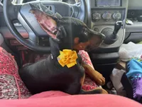 Black Beauty Euro , a female Doberman Pinscher for sale in Deland, FL – 1 of 10
