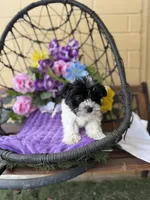 Pepa, a female Yorkshire Terrier for sale in Deland, FL – Photo 3 of 5