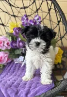 Pepa, a female Yorkshire Terrier for sale in Deland, FL – Photo 1 of 5