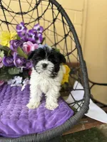 Pepa, a female Yorkshire Terrier for sale in Deland, FL – Photo 4 of 5