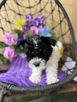 Pepa, a female Yorkshire Terrier for sale in Deland, FL – Photo 2 of 5