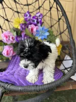 Pepa, a female Yorkshire Terrier for sale in Deland, FL – Photo 5 of 5