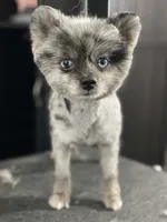 Pippen Toy size, a male Pomsky for sale in Deland, FL – 4 of 7