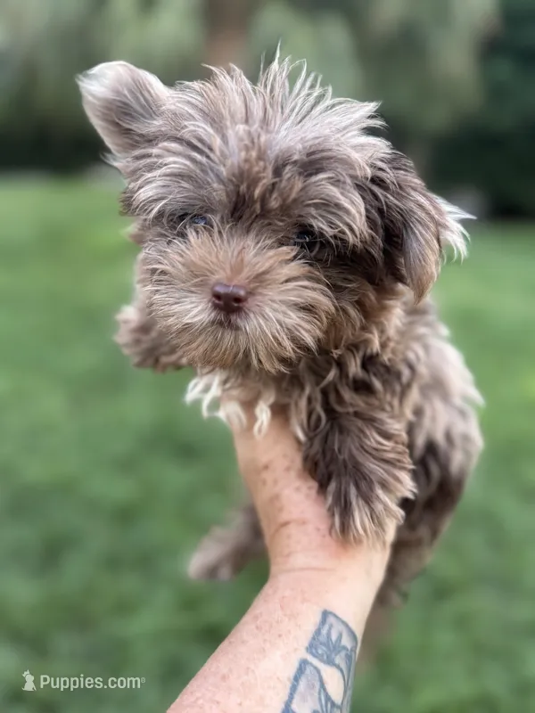 Cappi Jr  – Yorkshire Terrier puppy for sale in Deland, FL