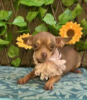 Emily , a female Chihuahua for sale in Deland, FL – 4 of 5