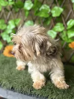 Chocolate Tri Mikey , a male Yorkshire Terrier for sale in Deland, FL – 3 of 3