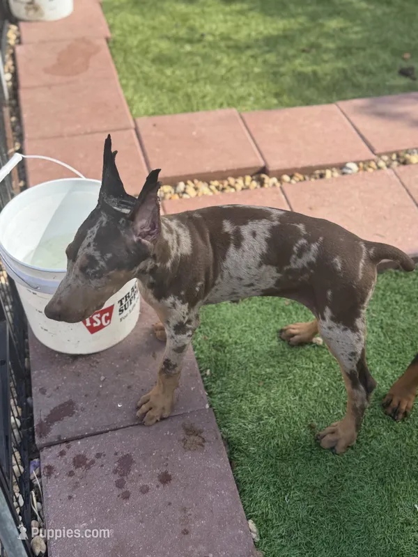 Diesel  – Doberman Pinscher puppy for sale in Deland, FL